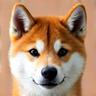 柴犬ハナちゃんの肖像